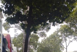 Ngộp Ba Tháng Hai 4,2x17m - HXH vô nhà - 2  tầng Giáp Q10
